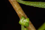 Piedmont marsh elder